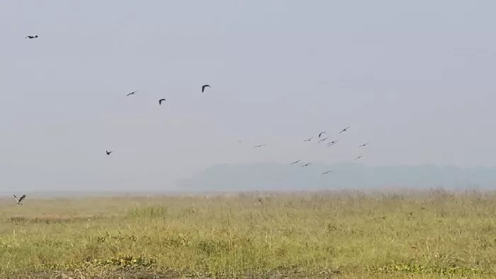 कोहरे की घनी चादर में लिपटा प्रदेश