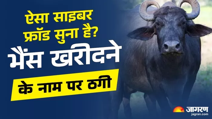 भैंस खरीदने के नाम पर साइबर ठगी (जागरण)