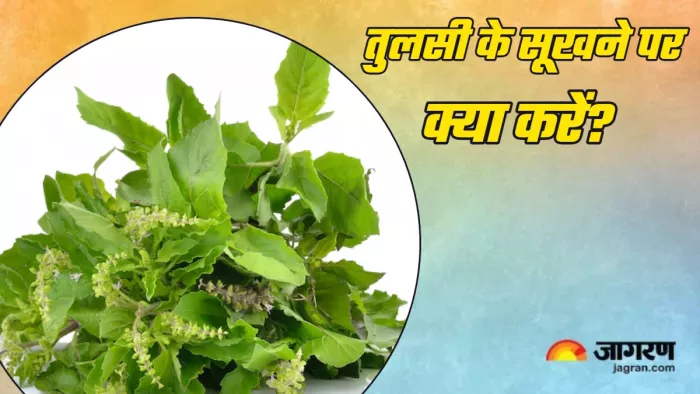 Tulsi Puja: क्या संकेत देता है तुलसी का सूख जाना।