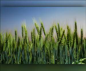 यूपी सरकार ने उत्तर प्रदेश के धान और गेहूं किसानों को सबसे अधिक भुगतान करने का कीर्तिमान बनाया है।