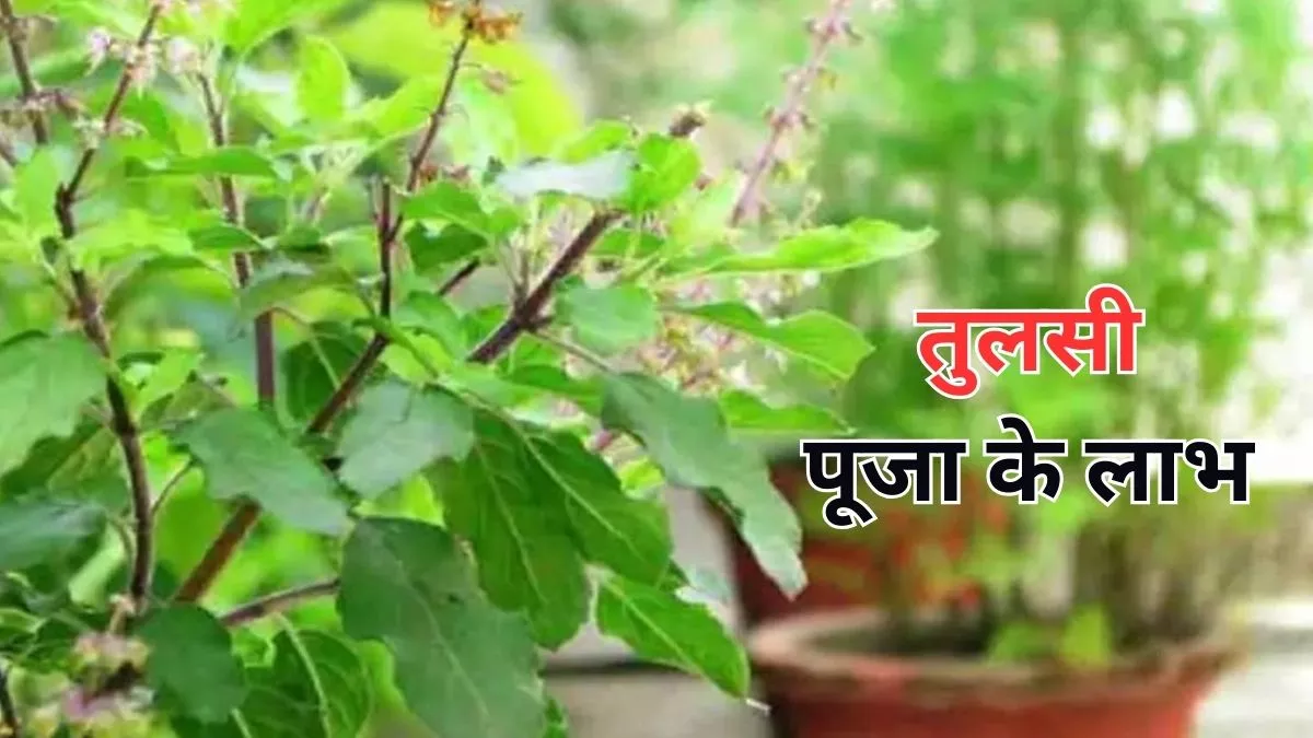 Benefits Of The Tulsi Puja मां तुलसी की ऐसे करें पूजा, जानें इसके लाभ Benefits Of The Tulsi