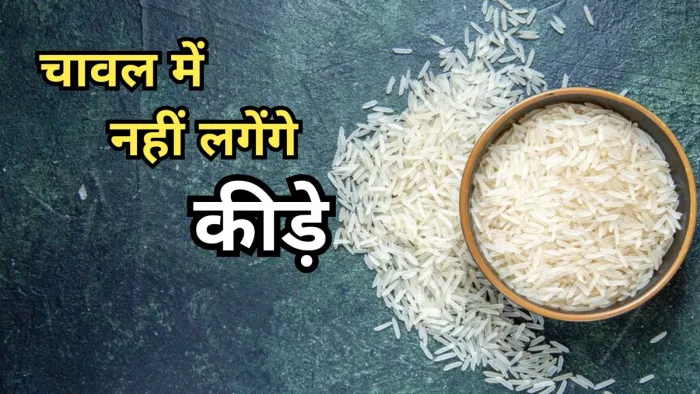 इन टिप्स की मदद से चावल को कीड़ा लगने से बचाएं