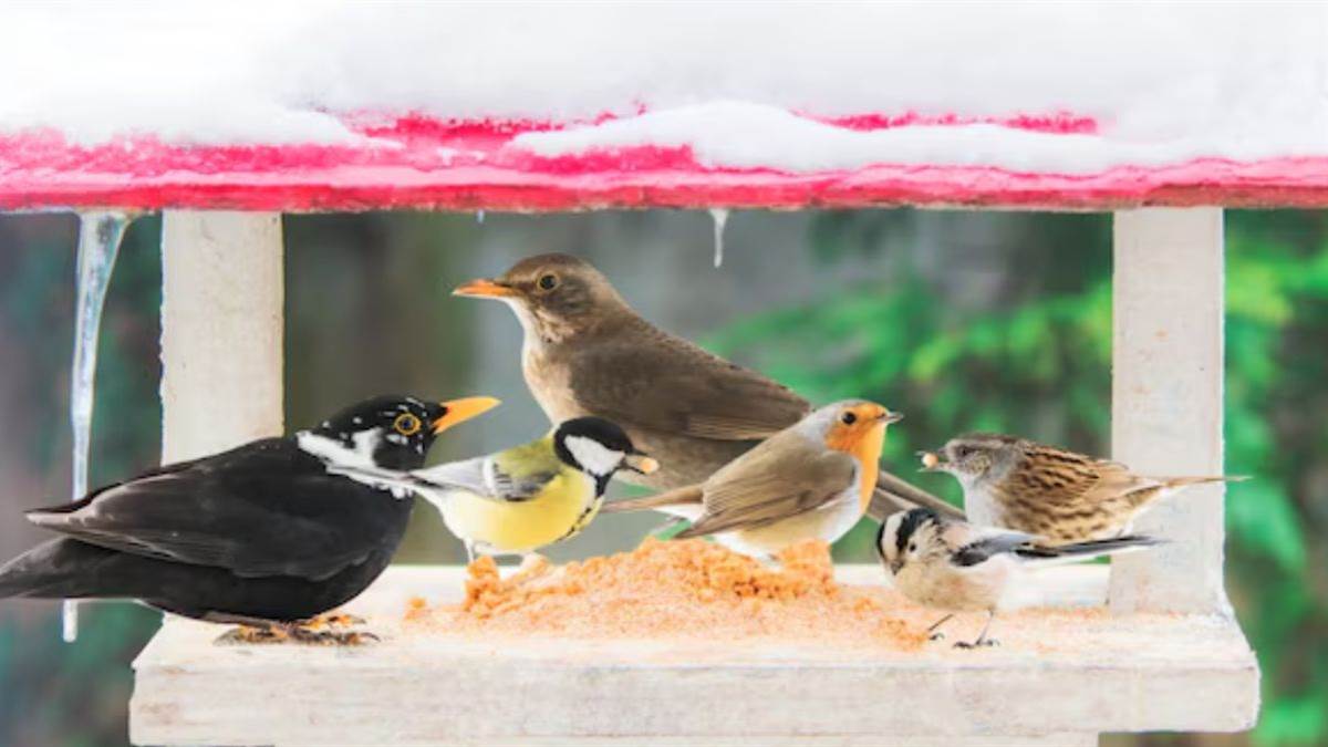https://www.jagranimages.com/images/newimg/14012025/14_01_2025-birds2_23866018.jpg