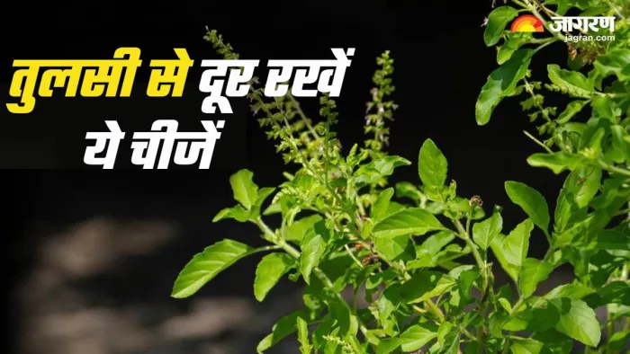 Tulsi plant तुलसी में क्या नहीं डालना चाहिए?