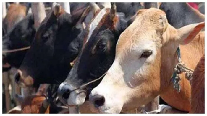 Valentine Day पर BJP नेता ने गाय को लगाया गले