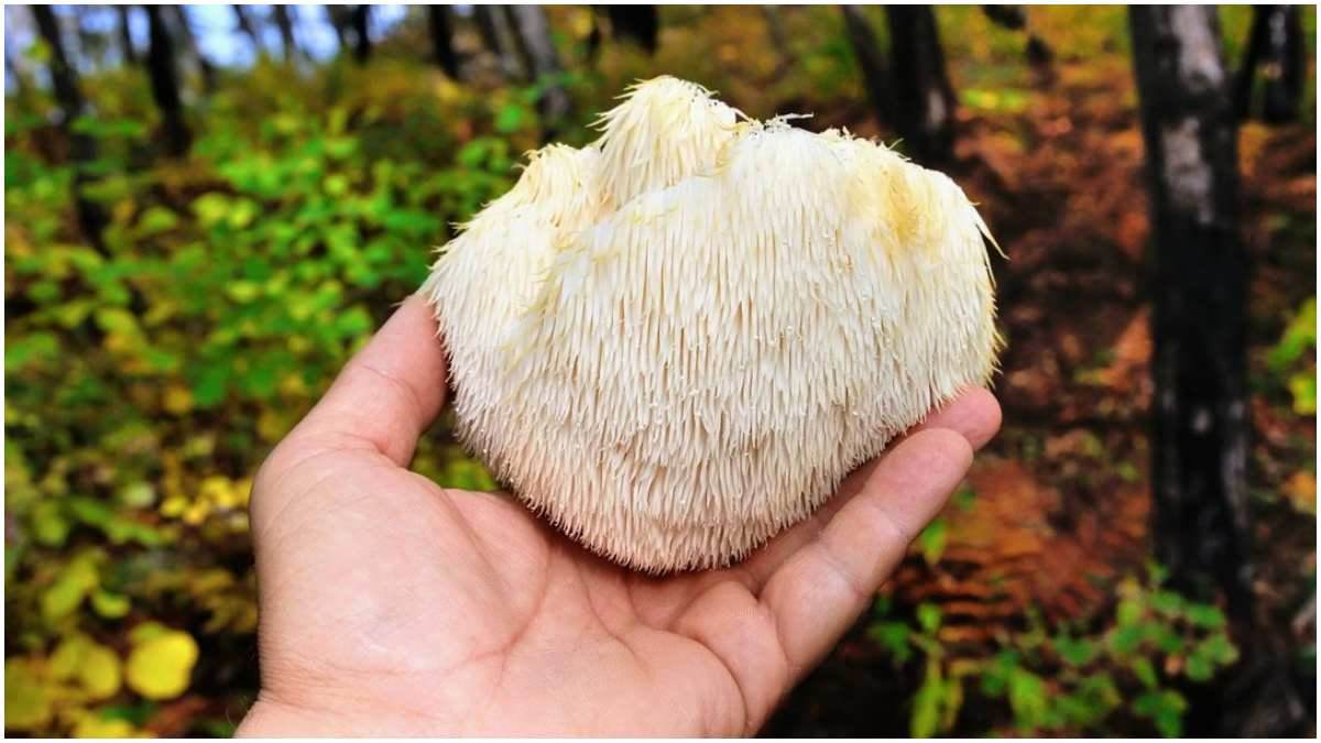 scientist discovers mushrooms that can boost your memory says new research