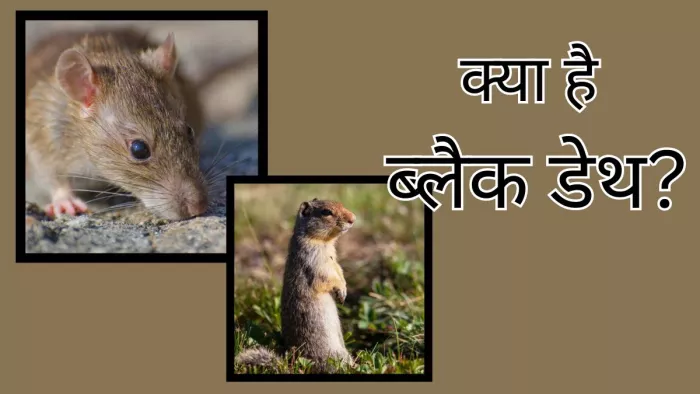 अमेरिका में Bubonic Plague का मंडराया खतरा