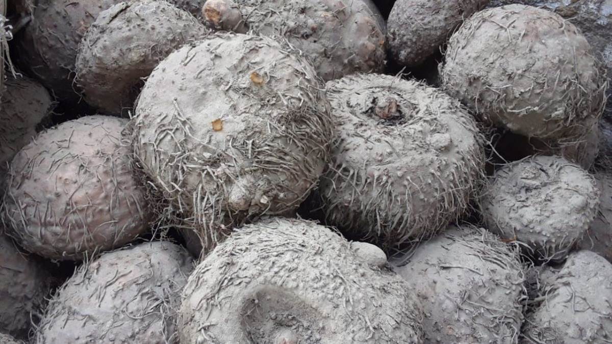 https://www.jagranimages.com/images/newimg/14032023/14_03_2023-suran_farming_23355766.jpg