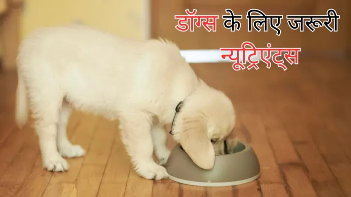 अपने डॉग्स की डाइट में शामिल करें ये न्यूट्रिएंट्स