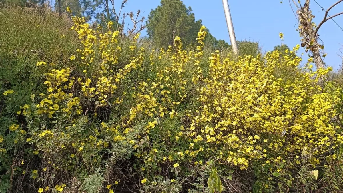 Phool Dei Festival 2024: आज से शुरू हो रहा है फूलदेई उत्सव, उत्तराखंड में फूलों से मनाया जाता है यह पर्व