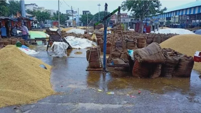 Haryana Weather update: गेहूं-सरसों भीगी, पांच जिलों में ज्यादा नुकसान। फाइल फोटो