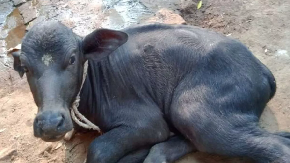 Haryana News- शर्मनाक! बेजुबान जानवर पर अज्ञात का कहर, कटड़ी के मुंह और गुप्तांग में डाली लोहे की पाइप