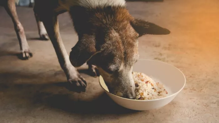 Pet Care: पालतू जानवरों के लिए हेल्दी फूड्स
