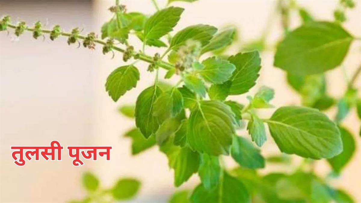 https://www.jagranimages.com/images/newimg/14042024/14_04_2024-tulsi_mata__23696404.jpg
