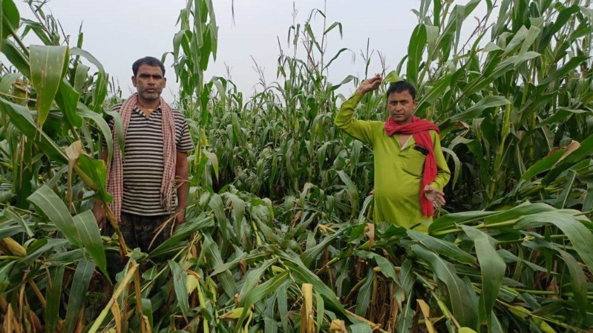 bihar weather storm and rain caused havoc in beldaur hundreds of acres of maize crop destroyed more than 100 houses damaged