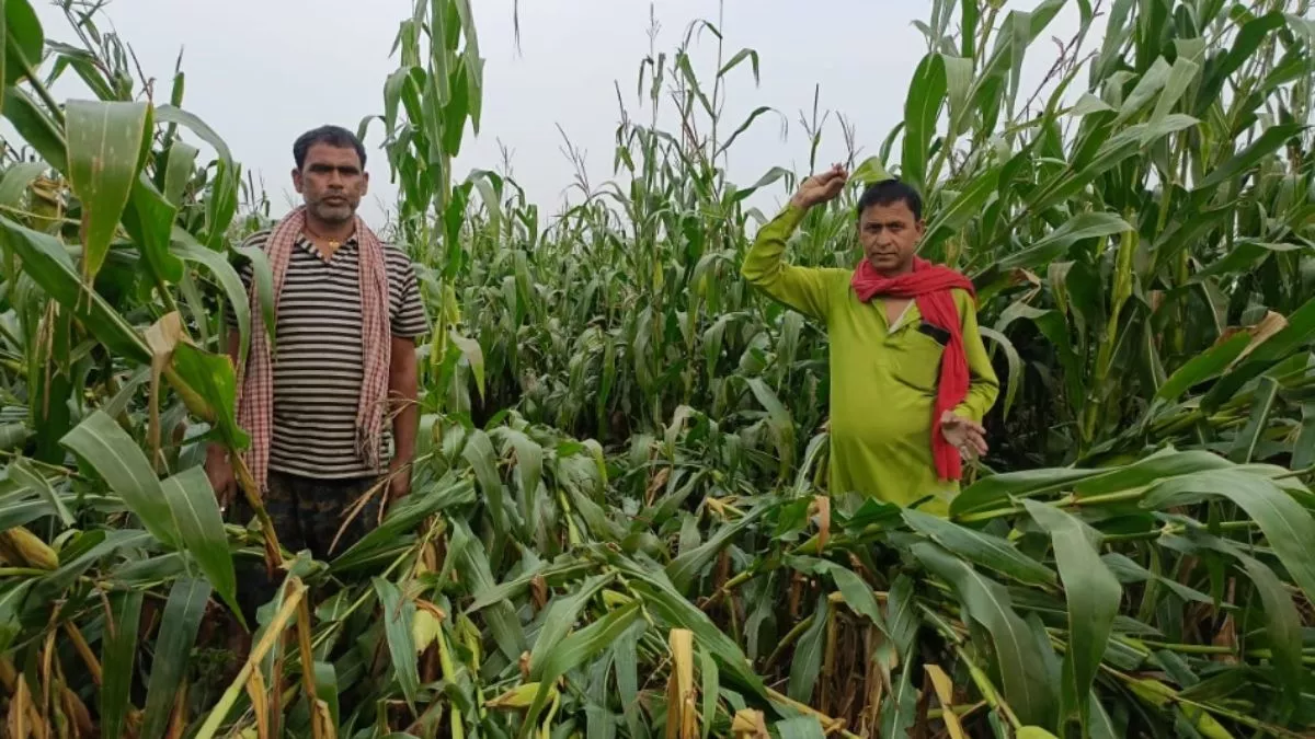 बेलदौर में आंधी-बारिश ने मचाई तबाही, सैकड़ों एकड़ मक्का की फसल तबाह; 100 से अधिक घरों को हुआ नुकसान