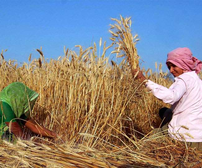 बीमा कंपनियों व बैंकों के विवाद में फंसा किसान। सांकेतिक फोटो