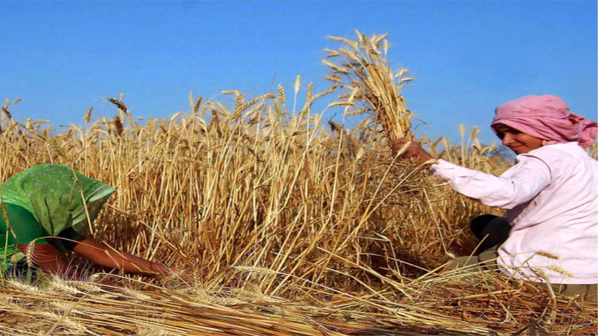 Crop Insurance Policy: हरियाणा में बैंक और बीमा कंपनियों के विवाद में फंसा किसान, सख्त हुई सरकार