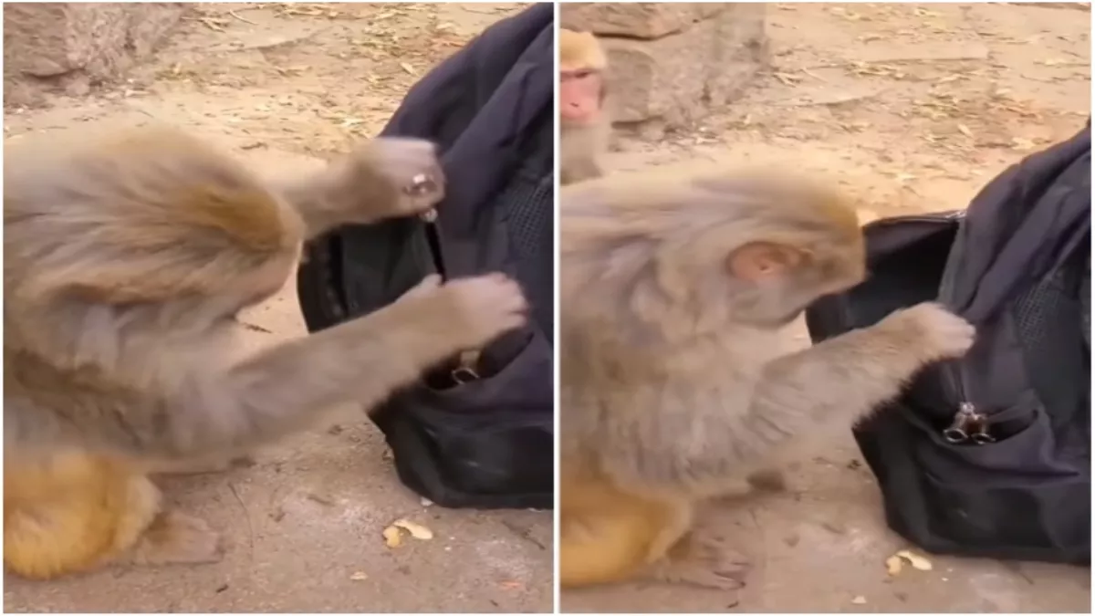 Viral Video: देखें बंदर का चोरी करते मज़ेदार वीडियो, जानें आखिर क्या चुराया?
