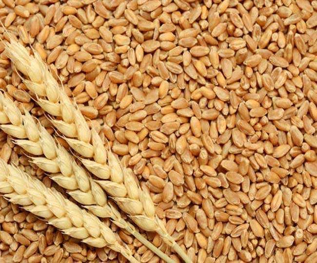 गेहूं के निर्यात पर सरकार ने लगाया प्रतिबंध। (फाइल फोटो)