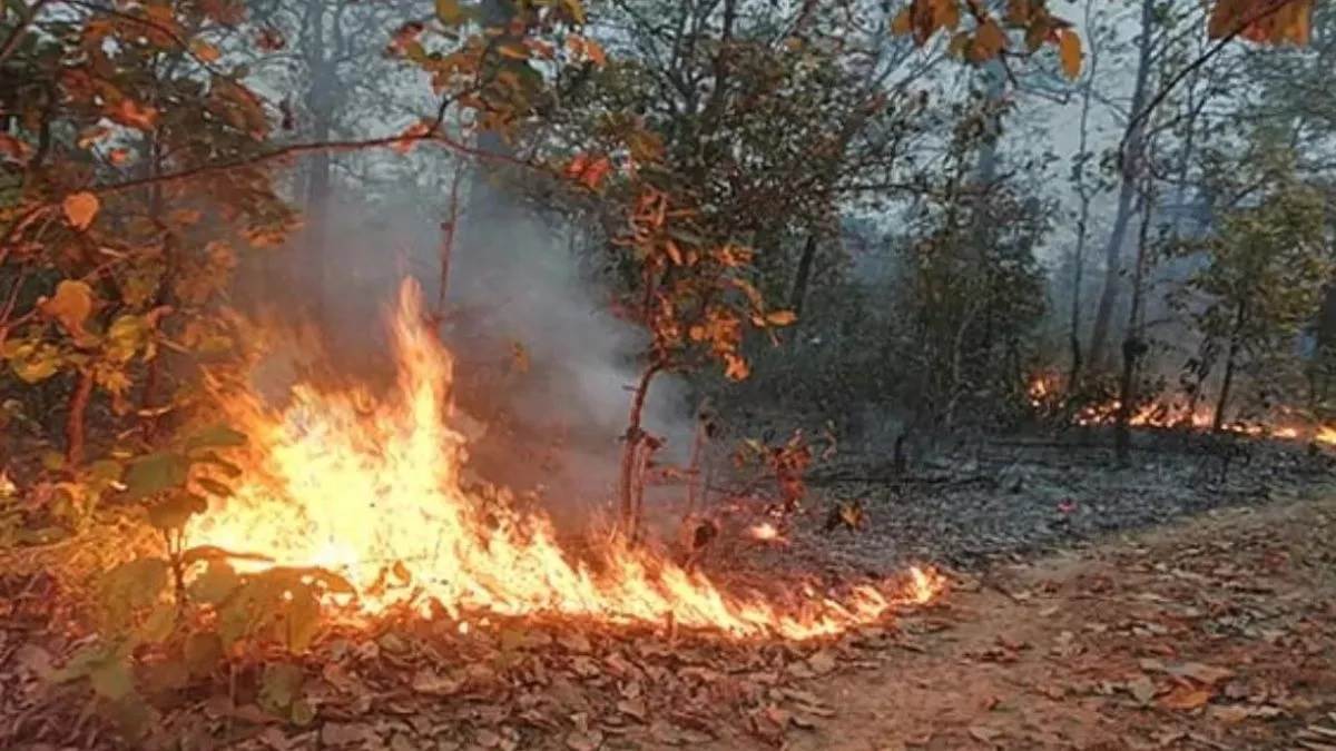https://www.jagranimages.com/images/newimg/14052024/14_05_2024-fire_in_jungle_23717786_19410386.jpg