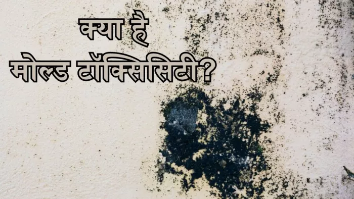 क्या है मोल्ड टॉक्सिसिटी, जो बन सकता है साइलेंट किलर (Picture Credit- Freepik)