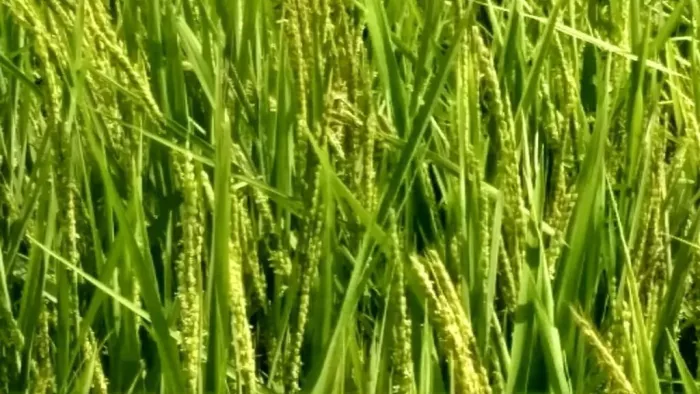 मर्चा धान की खेती करने वाले किसानों को मिलेगा अनुदान