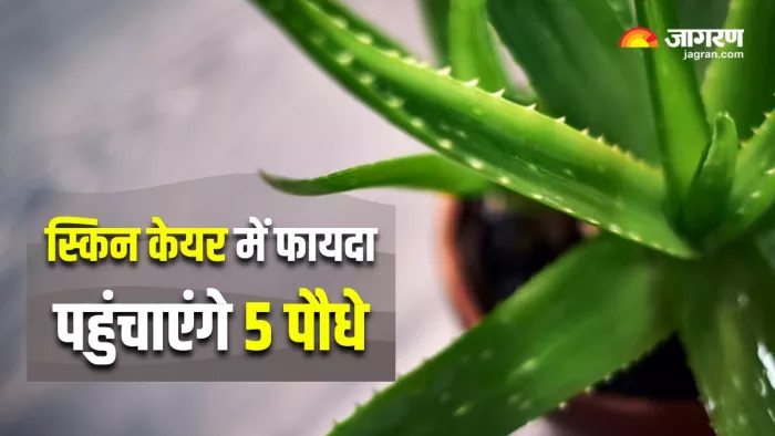 आपकी स्किन को हेल्दी और ग्लोइंग बना देगा इन 5 पौधों का इस्तेमाल (Image Source: Freepik)