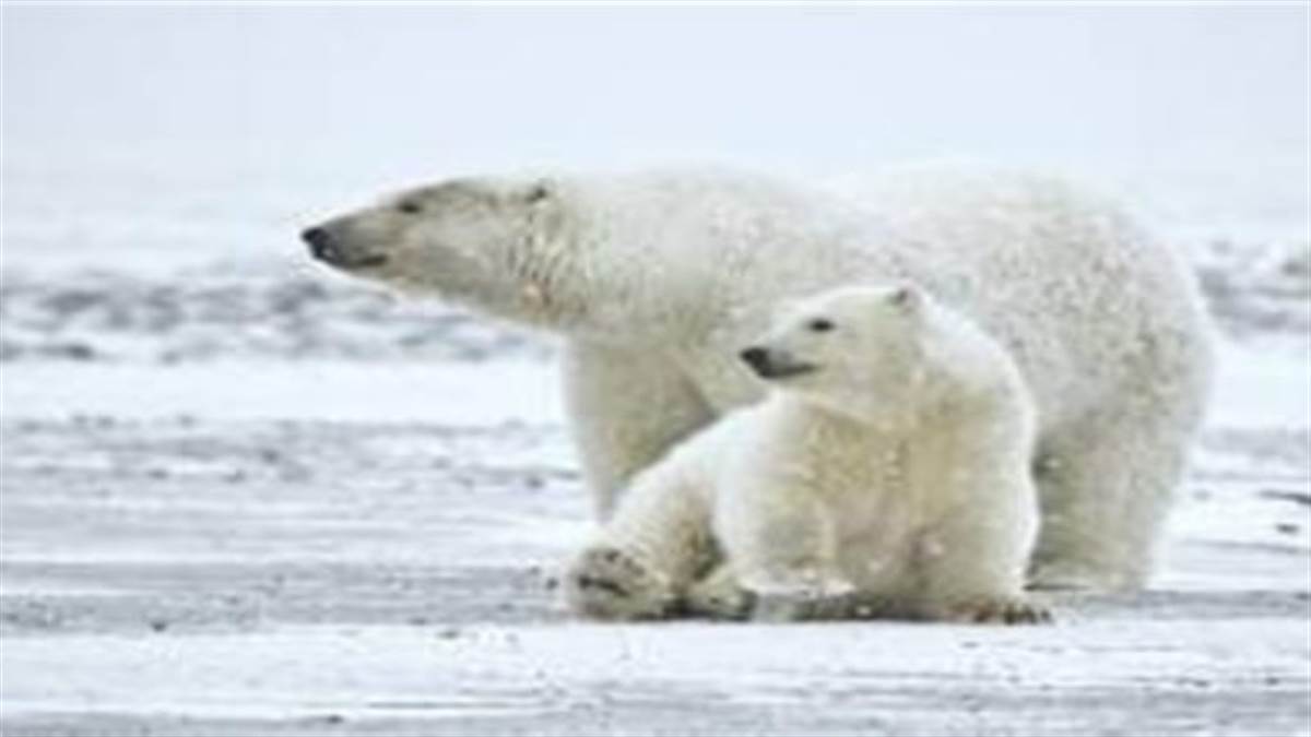 https://www.jagranimages.com/images/newimg/14062022/14_06_2022-polar_bears_22802759.jpg