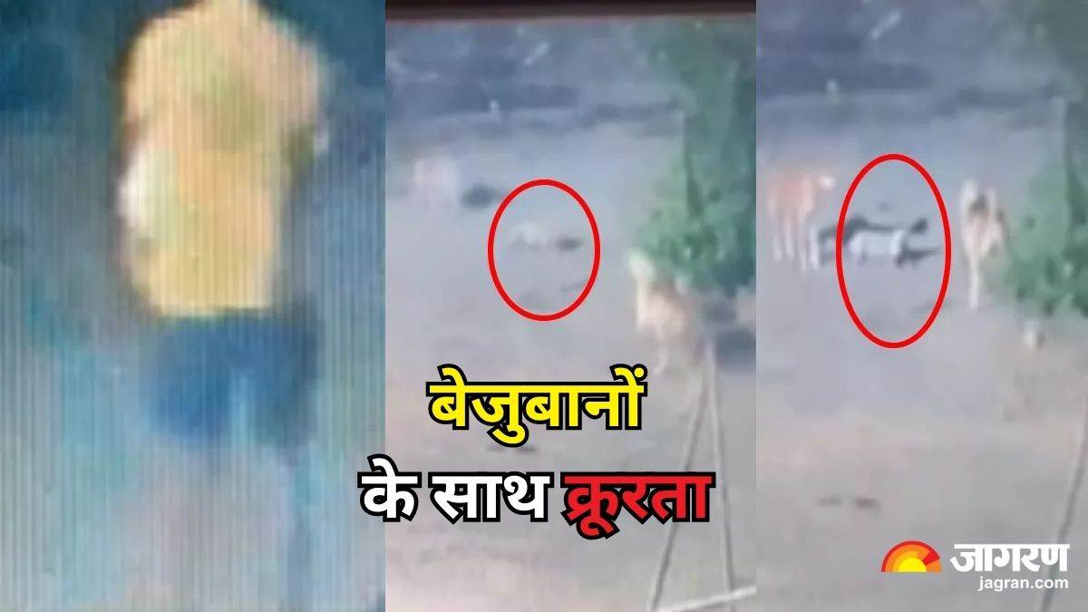 ncr gurugram police arrested accused for beaten to death to stray dogs arrested