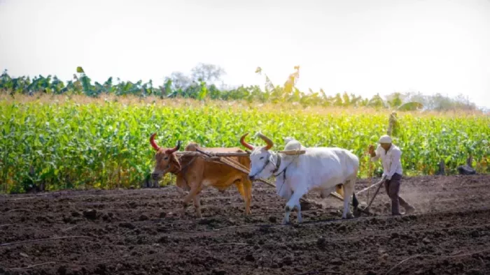 झारखंड सरकार ने किसानों का 2 लाख रुपये तक का लोन माफ करने का किया ऐलान (फाइल फोटो)