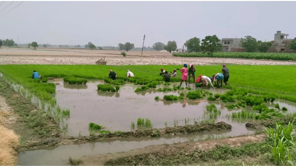 धान की बिजाई पर भी गर्मी का असर, मजदूर वर्ग हो रहा है परेशान; रोपाई होना मुश्किल