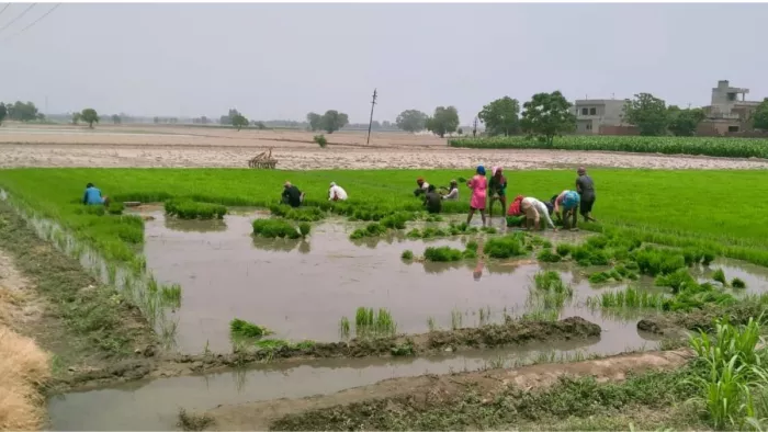 धान की बिजाई पर भी गर्मी का असर,मजदूर वर्ग हो रहा है परेशान