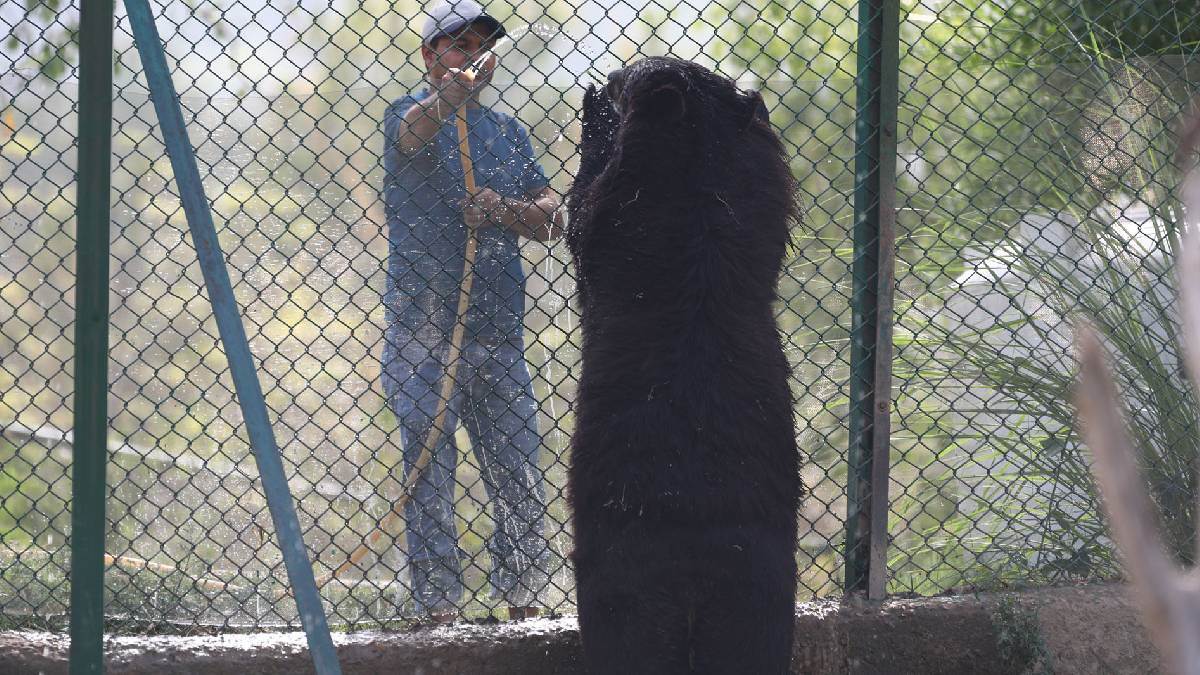 https://www.jagranimages.com/images/newimg/14062025/14_06_2025-jammu_latest_news_bear_23963554_7262055.jpg