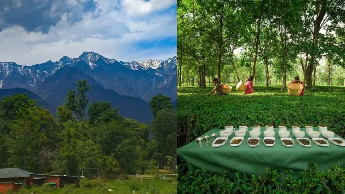 इस वेकेशन जरूर बनाएं पालमपुर जाने का प्लान (Picture Credit- Freepik)