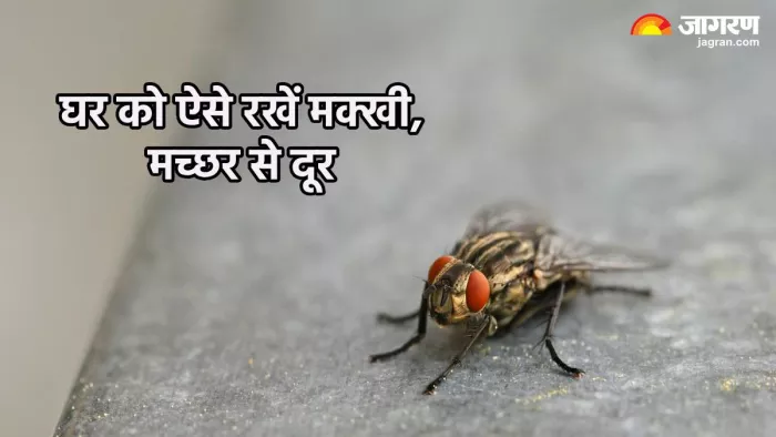 घर को ऐसे रखें कीट-पतंगों से दूर (Pic credit- freepik)