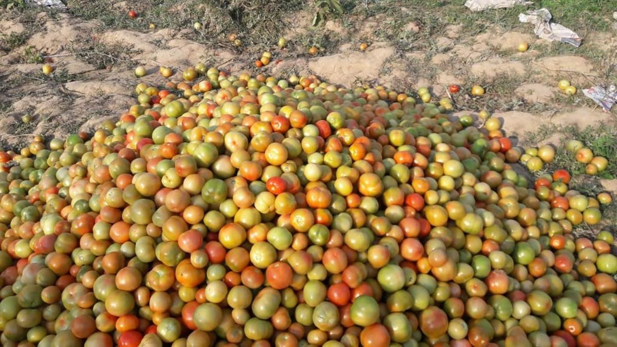 https://www.jagranimages.com/images/newimg/14072024/14_07_2024-tomato_price_in_bihar_23758444_185336976.jpg