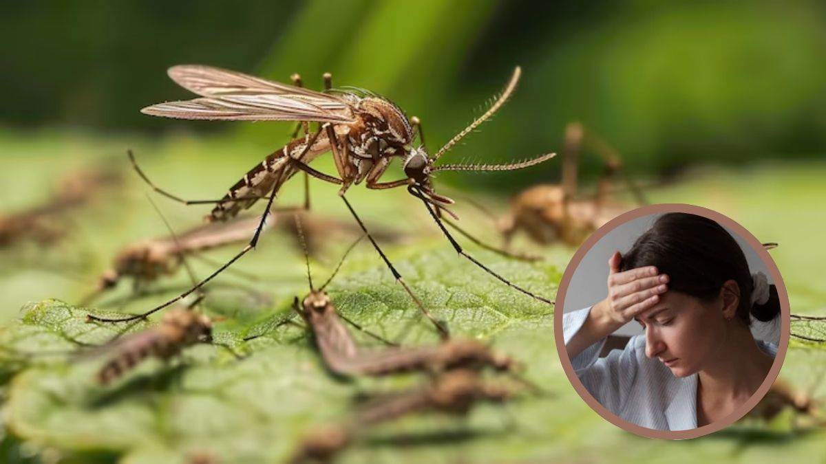 the risk of chikungunya increases in the rainy season identify the disease by 8 symptoms will get help in treatment