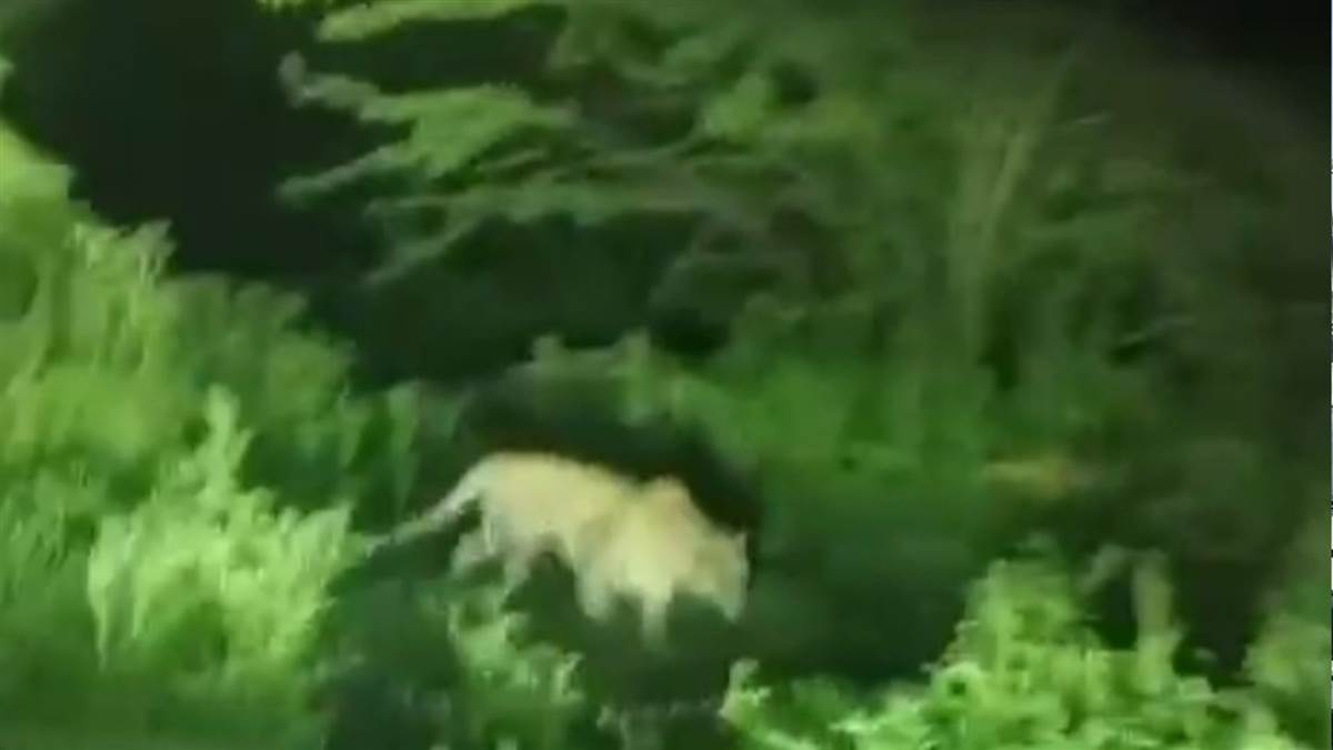 ncr mahendragarh news leopard sighting creates panic among villagers