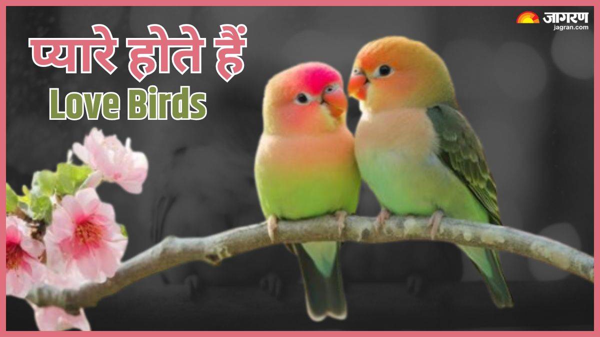 https://www.jagranimages.com/images/newimg/14072025/14_07_2025-love_birds_23983742.jpg