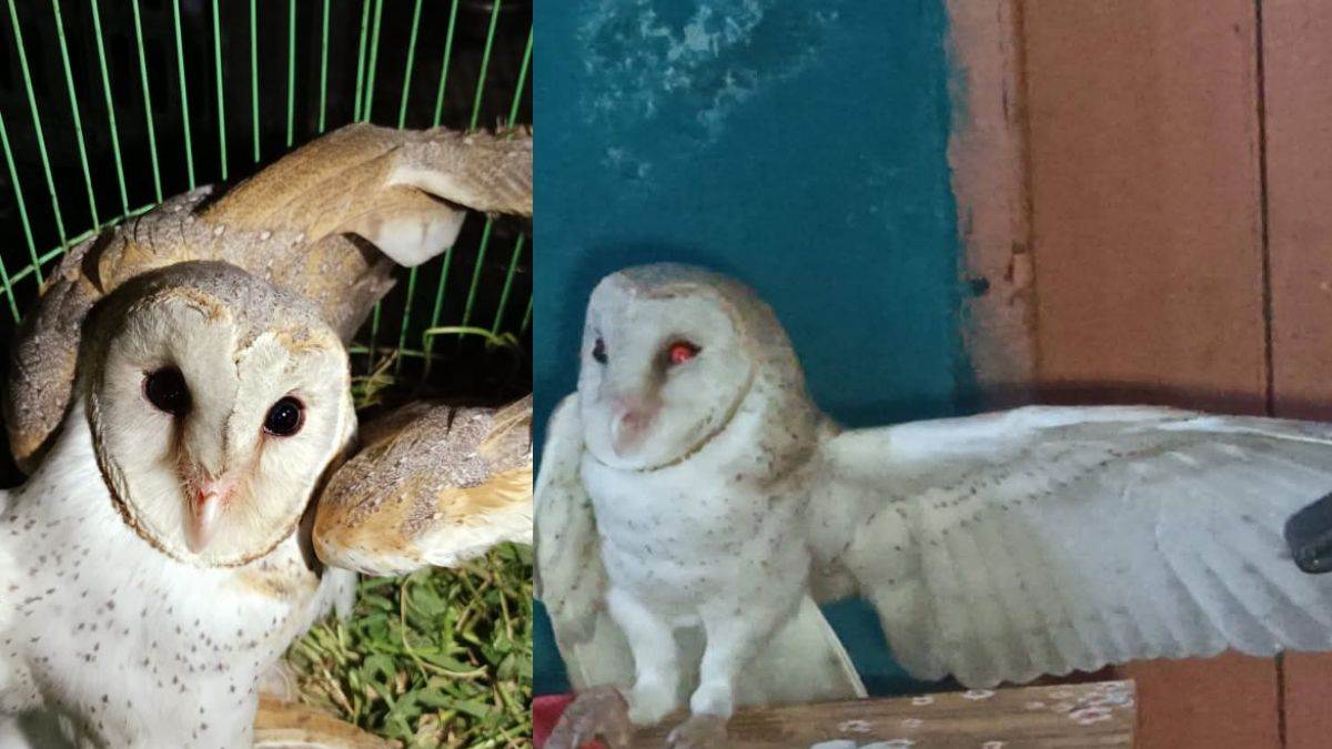 https://www.jagranimages.com/images/newimg/14072025/14_07_2025-owl_23983824.jpg
