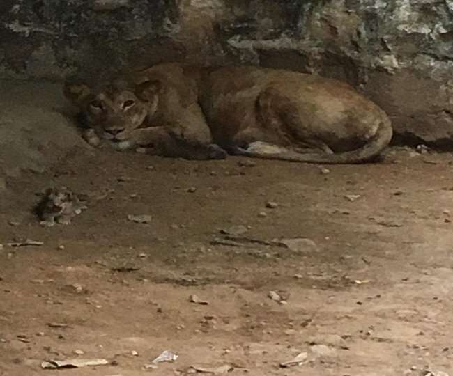 ग्वालियर के चिड़ियाघर में आए नए मेहमान, बाघिन परी ने दिया तीन बच्चों को जन्म