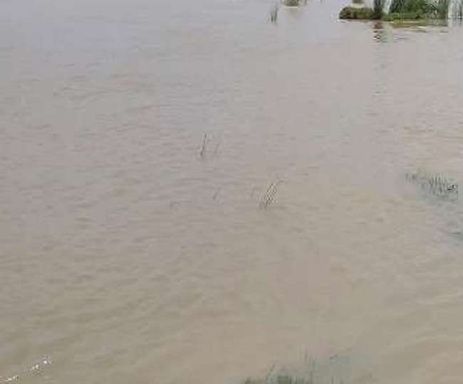 due to the rain in nepal the water level of gandak river in west champaran started rising
