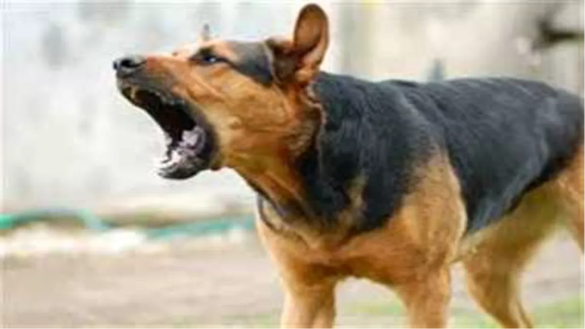 ग्रेटर नोएडा वेस्ट की फ्यूजन होम्स सोसायटी में कुत्तों का आतंक।