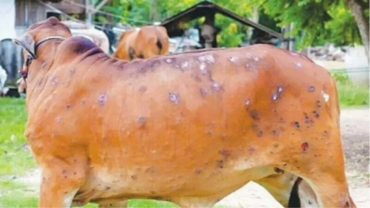 Lumpy Skin disease : लंपी बीमारी फैलने के बाद जम्मू जिले में 40 मवेशियों की मौत, 2500 मवेशी लंपी स्किन डिसीज की चपेट में