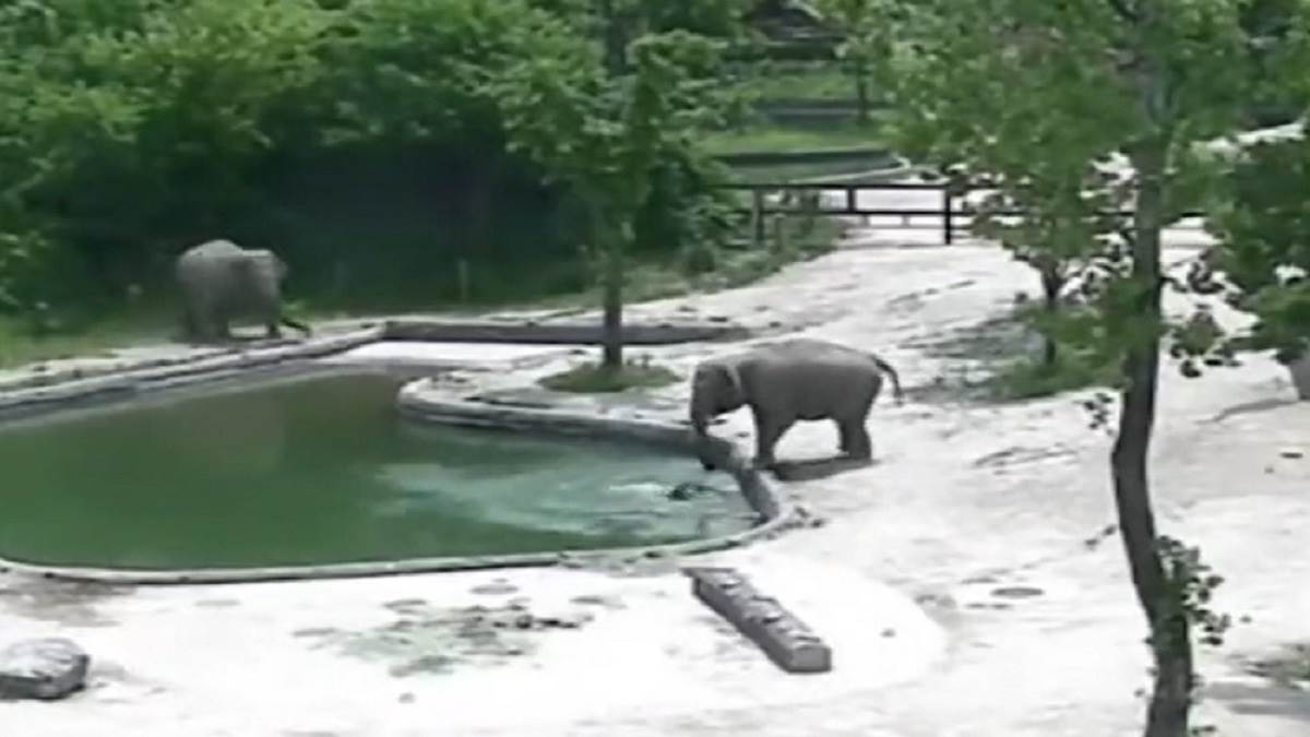 तालाब के किनारे दो हाथी और एक छोटा हाथी का बच्चा भी नजर आता है।