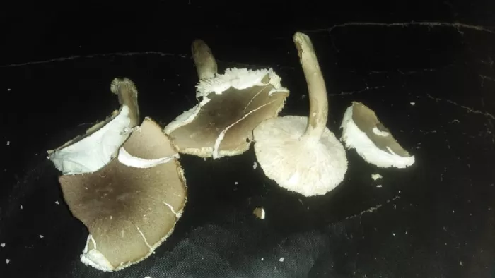 इसी जहरीली खुखड़ी को खाकर लोग बीमार पड़े।