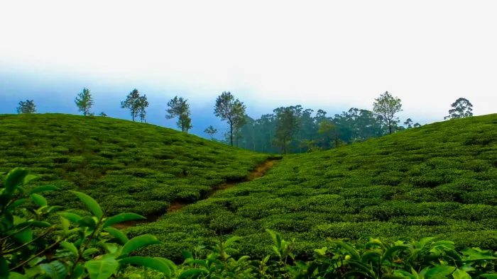 Honeymoon Places In Tamil Nadu: तमिलनाडु की ये जगहें हैं हनीमून के लिए बेस्ट