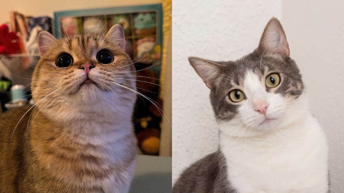 https://www.jagranimages.com/images/newimg/14082025/14_08_2025-dementia_in_cats_24013146.jpg