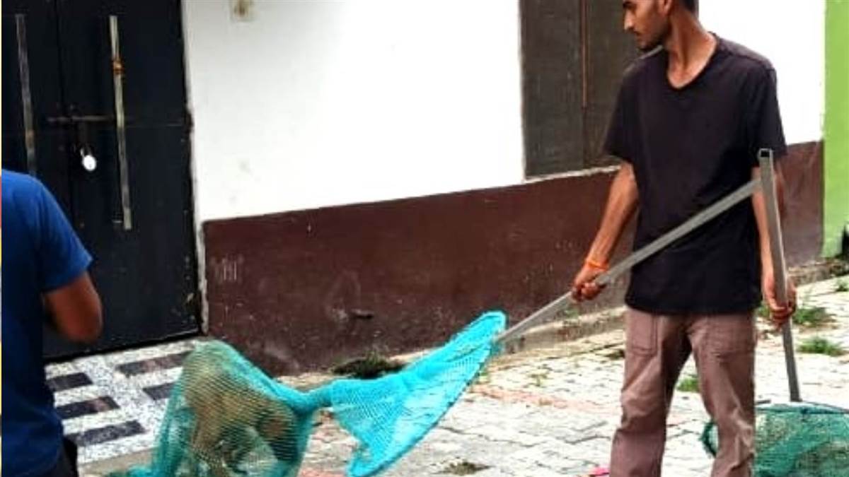 hapur city news municipality launches dog catching drive and 15 dogs captured